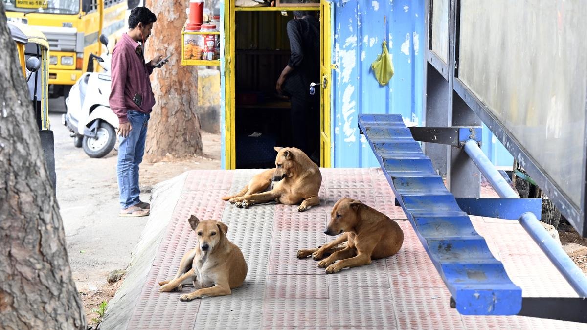 Public, NGOs should be allowed to provide shelter to aggressive dogs: Karnataka Lokayukta