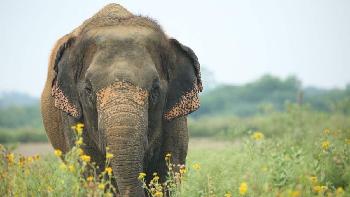 Photo of Press Trust of India